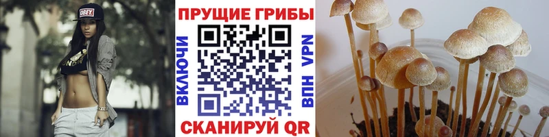 закладка Лаишево гидра сайт Галлюциногенные грибы Cubensis